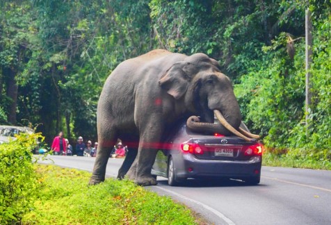 Unexpected And Tragic : American Tourist Killed By Elephant Attack